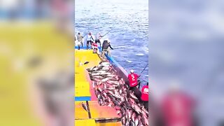 Устойчивая ловля тунца skipjack на Maldives и бережное отношение рыбаков к океану