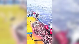 Устойчивая ловля тунца skipjack на Maldives и бережное отношение рыбаков к океану