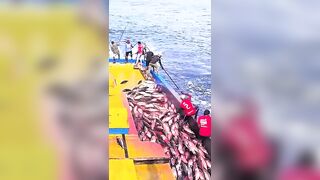 Устойчивая ловля тунца skipjack на Maldives и бережное отношение рыбаков к океану