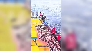 Устойчивая ловля тунца skipjack на Maldives и бережное отношение рыбаков к океану