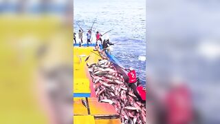 Устойчивая ловля тунца skipjack на Maldives и бережное отношение рыбаков к океану