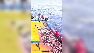 Устойчивая ловля тунца skipjack на Maldives и бережное отношение рыбаков к океану