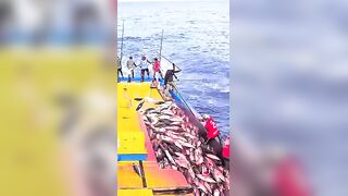 Устойчивая ловля тунца skipjack на Maldives и бережное отношение рыбаков к океану