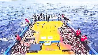 Устойчивая ловля тунца skipjack на Maldives и бережное отношение рыбаков к океану