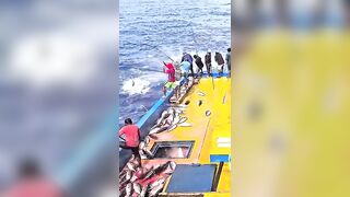 Устойчивая ловля тунца skipjack на Maldives и бережное отношение рыбаков к океану