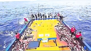 Устойчивая ловля тунца skipjack на Maldives и бережное отношение рыбаков к океану