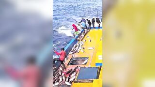 Устойчивая ловля тунца skipjack на Maldives и бережное отношение рыбаков к океану