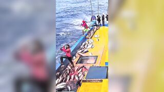 Устойчивая ловля тунца skipjack на Maldives и бережное отношение рыбаков к океану