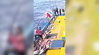 Устойчивая ловля тунца skipjack на Maldives и бережное отношение рыбаков к океану