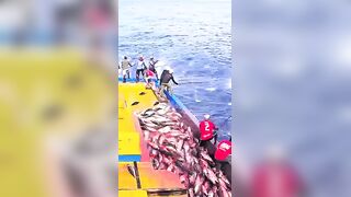 Устойчивая ловля тунца skipjack на Maldives и бережное отношение рыбаков к океану