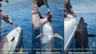 Maldives морская рыбалка по YellowFin Tuna когда стая поднимается к поверхности