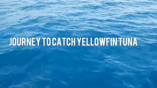 Yellowfin tuna в Maldives быстрый бой и техника вываживания без лишних слов