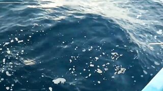 Yellowfin tuna в Maldives быстрый бой и техника вываживания без лишних слов