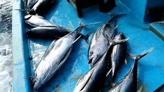 Yellowfin tuna в Maldives быстрый бой и техника вываживания без лишних слов