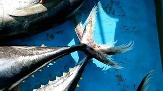 Yellowfin tuna в Maldives быстрый бой и техника вываживания без лишних слов