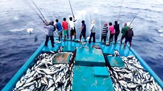 Maldives pole and line fishery ловля по одной рыбе и почему это работает на островах