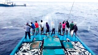 Maldives pole and line fishery ловля по одной рыбе и почему это работает на островах