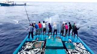 Maldives pole and line fishery ловля по одной рыбе и почему это работает на островах