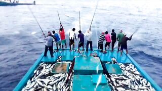 Maldives pole and line fishery ловля по одной рыбе и почему это работает на островах