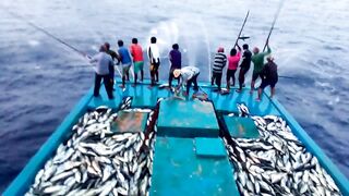 Maldives pole and line fishery ловля по одной рыбе и почему это работает на островах