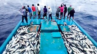 Maldives pole and line fishery ловля по одной рыбе и почему это работает на островах