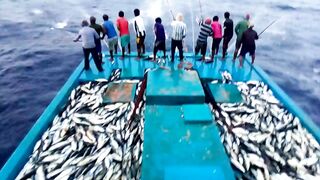 Maldives pole and line fishery ловля по одной рыбе и почему это работает на островах