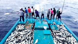Maldives pole and line fishery ловля по одной рыбе и почему это работает на островах
