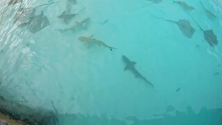 Reethi Beach Resort Maldives: акулы и скаты рядом с гостями