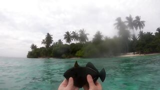 Maldives Beach Fishing Feridhoo 2020 что ловили на пляже и в какое время лучше выходить