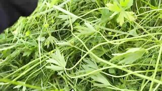 Derede Savaş, рекордная alabalık avı и открытие сезона 2021 на ручье