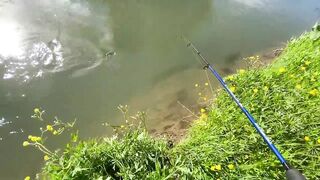 Derede Savaş, рекордная alabalık avı и открытие сезона 2021 на ручье