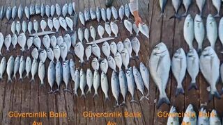 Bodrum Güvercinlik: Lüfer, Palamut, Çipura и Barakuda в один выход