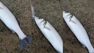 Çanakkale’de LRF: levrek на легкий комплект что сработало сегодня