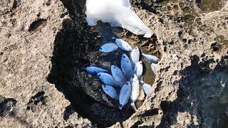 морская рыбалка в Antalya Alanya где клюет и когда выходить на воду