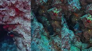 Встреча с группером Orfoz в Kaş Canyon Antalya и неожиданный подводный кадр