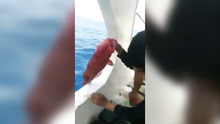 الغردقة, رحلة صيد ٩ ٢٠٢٣ морская рыбалка и короткие моменты на воде