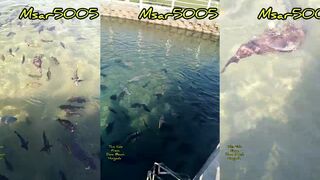 морская рыбалка в الغردقه rabbit fish у отеля и что на него клюет в Красном море