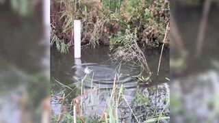 Новый рыболовный челлендж в районе Matariya в Египте: за какой рыбой гоняются местные