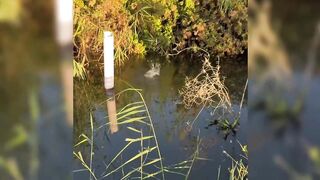 Новый рыболовный челлендж в районе Matariya в Египте: за какой рыбой гоняются местные