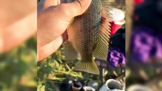 Новый рыболовный челлендж в районе Matariya в Египте: за какой рыбой гоняются местные