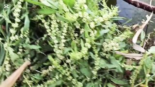 رحله صيد سمك في الريف المصري как проходит рыбалка в деревне