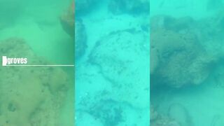 Манговый снеппер и маска охота с ружьём в тёплом море