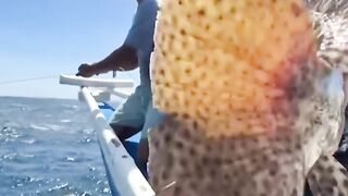 Креветка мантис как наживка неожиданный результат морской охоты