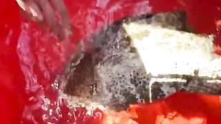 Креветка мантис как наживка неожиданный результат морской охоты