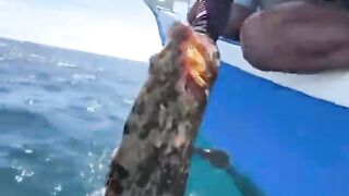 Креветка мантис как наживка неожиданный результат морской охоты