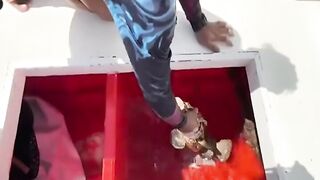 Креветка мантис как наживка неожиданный результат морской охоты