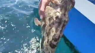 Креветка мантис как наживка неожиданный результат морской охоты