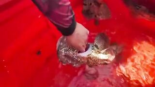 Креветка мантис как наживка неожиданный результат морской охоты