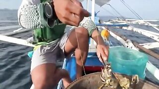 Креветка мантис как наживка неожиданный результат морской охоты