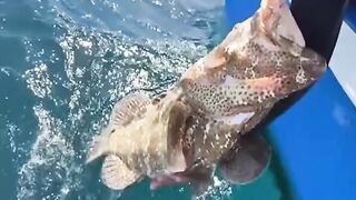 Креветка мантис как наживка неожиданный результат морской охоты